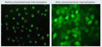 Image: Light-sensitive molecules (orange) before and after photochemical internalization (PCI) treatment. At left, the molecules are trapped within membranes inside the cancer cell. At right, the molecules have been released and can spread--along with the cytotoxic drugs--throughout the entire cancer cell (Photo courtesy of Pål K. Selbo/PCI Biotech).